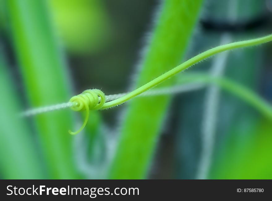 Pumpkin vine grabbing hold of lattice string on it&#x27;s way upward. Pumpkin vine grabbing hold of lattice string on it&#x27;s way upward.