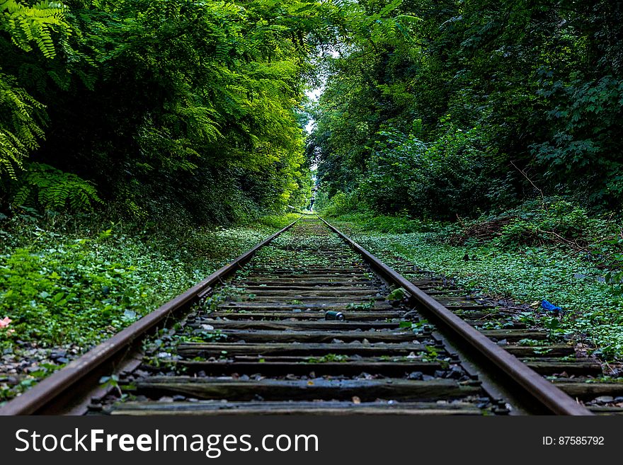 Railroad Track By Green Woods