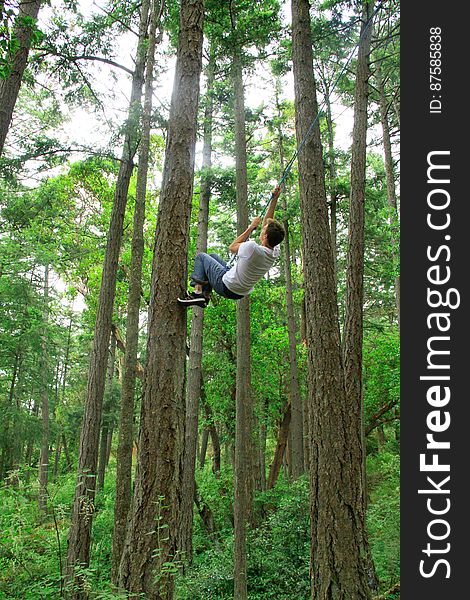 Plant, Tree, Terrestrial plant, Trunk, People in nature, Wood