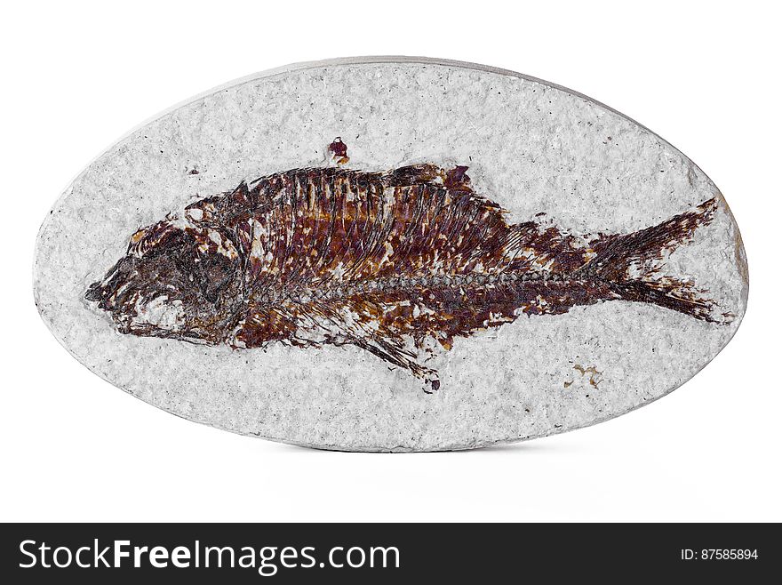 A 50 million year old fossil from the Green River formation. Knightia is the most commonly excavated fish fossil. A 50 million year old fossil from the Green River formation. Knightia is the most commonly excavated fish fossil.
