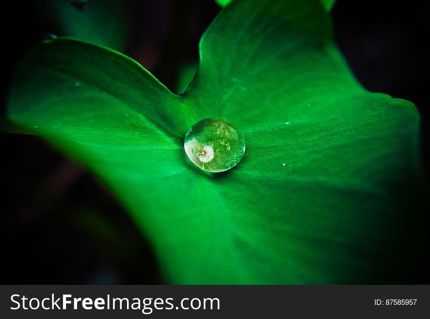 Dew Drop In Green Leaf