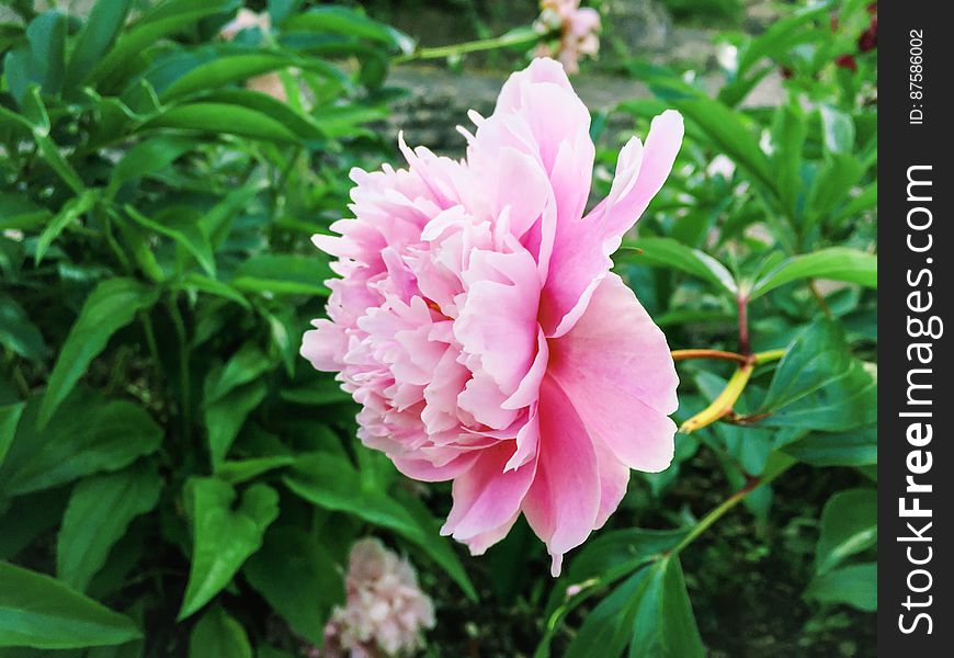 Flower With Light Pink Petals On Green Plant