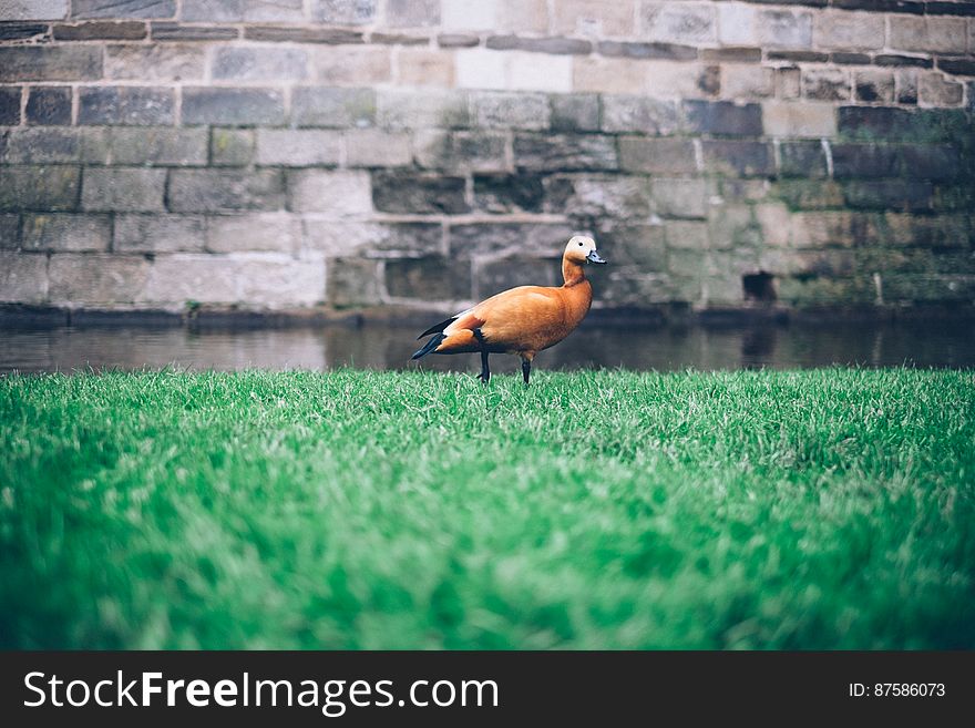 Brown Duck In Green Grass