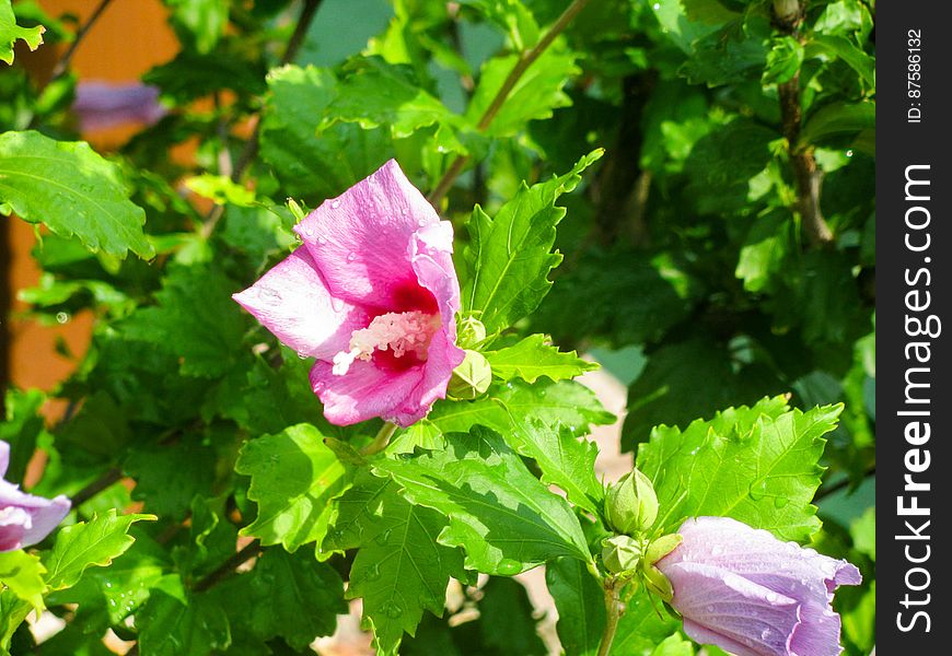 Pink Flower On Green Plant