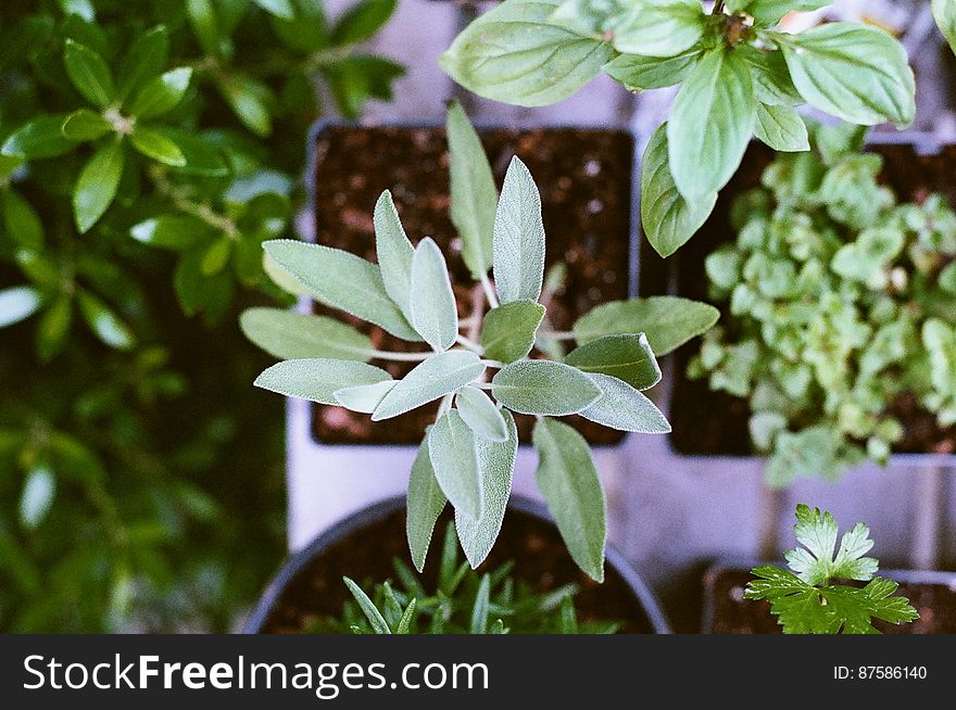 Small Green Herbs In Pots