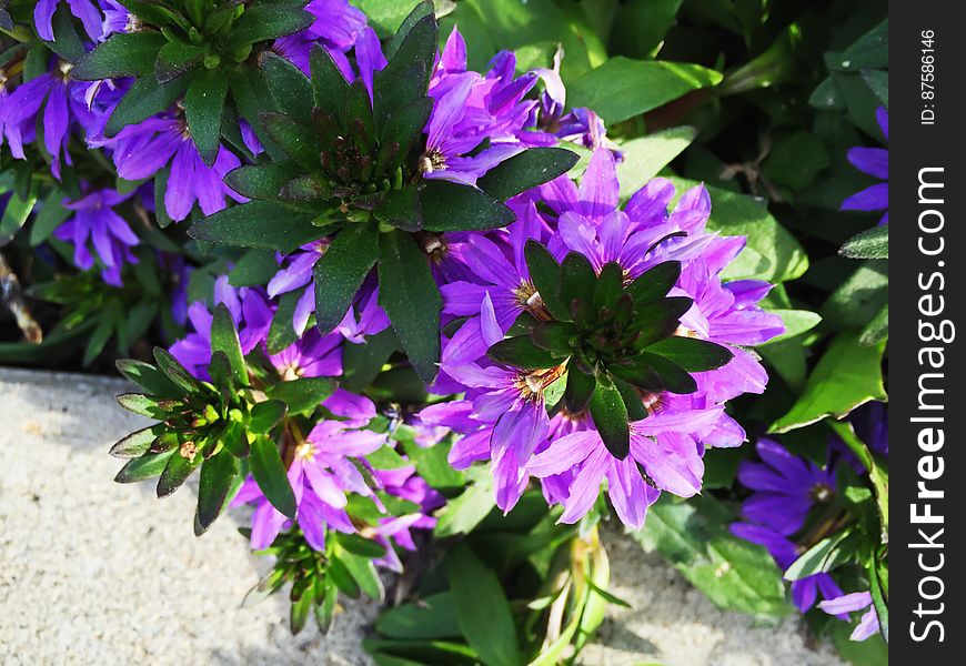 Green Plant With Purple Flowers