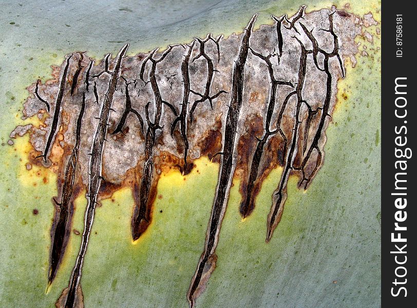 damaged agave leaf 1