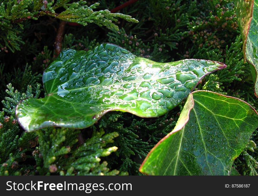 leaf with water drops 1