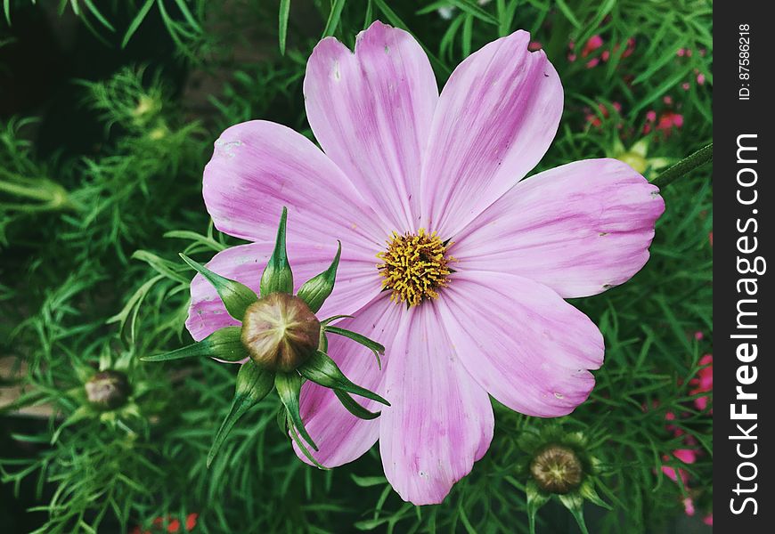 Flower With Light Lavender Petals