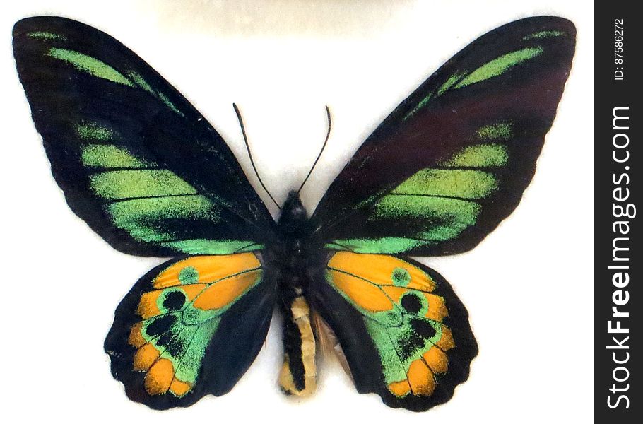 green and yellow butterfly
