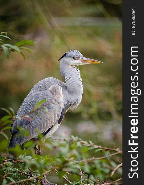 Grey Heron