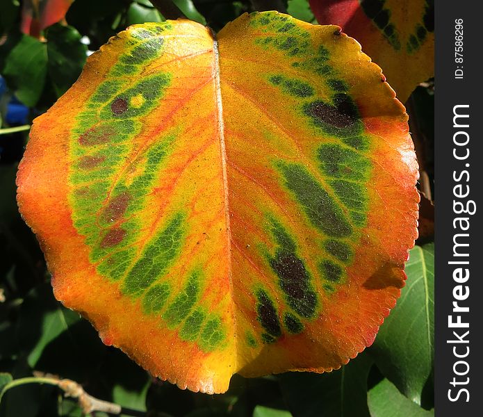 colorful leaf 5