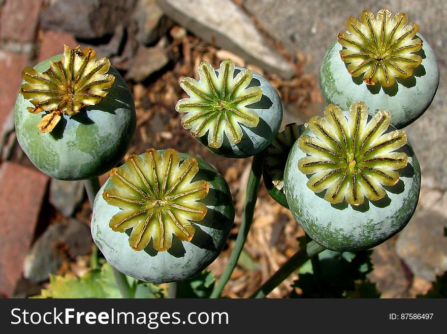 poppy seedpods