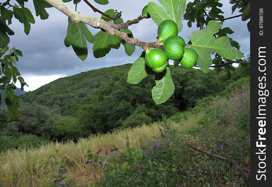 vijgenboom -- common fig -- Ficus carica. vijgenboom -- common fig -- Ficus carica