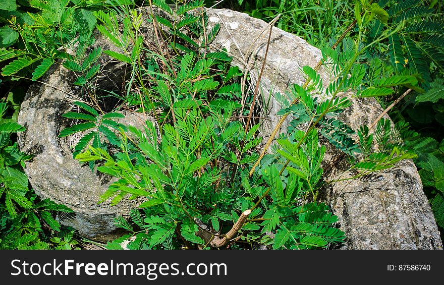 Relics reclaimed by vegetation. Qutub Shahi Tombs, June 2015. Relics reclaimed by vegetation. Qutub Shahi Tombs, June 2015