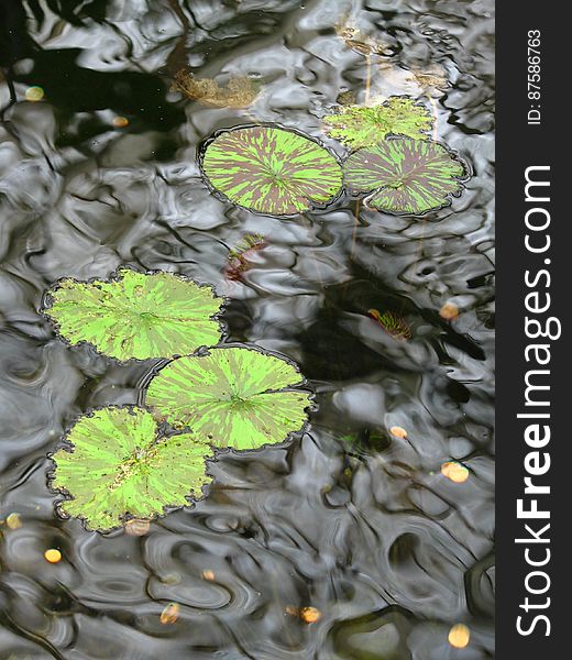 pond with waterlily leaves