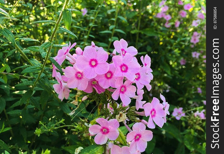 Group Of Bright Pink Flowers