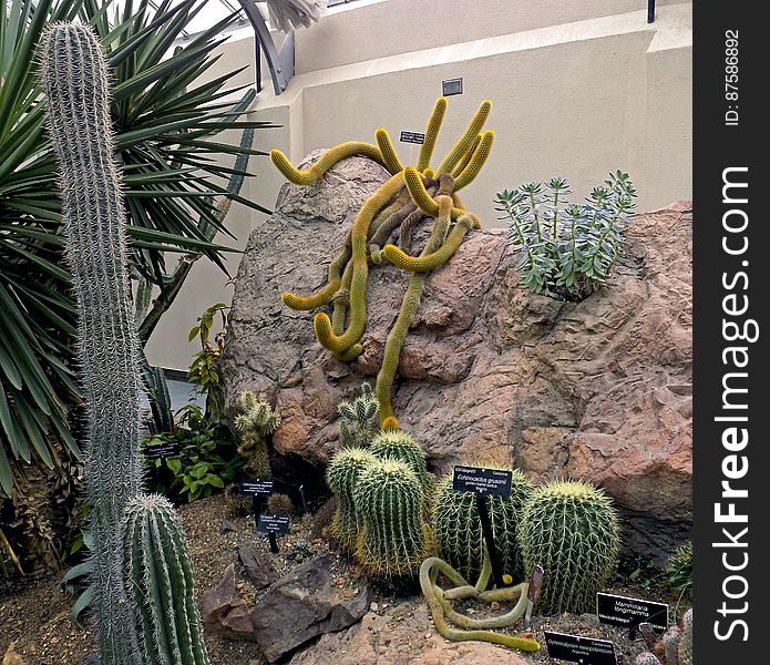 Cacti in Captivity