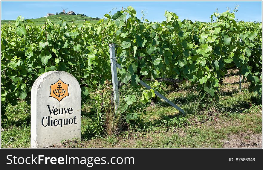 The Veuve Clicquot Vineyards In Verzenay, Champagne