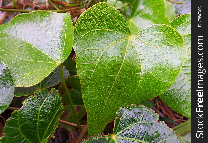 Heart Shaped Leaves In The Rain