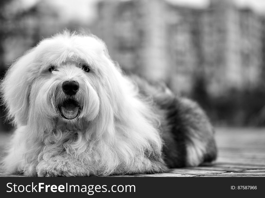 White Black Old English Sheepdog