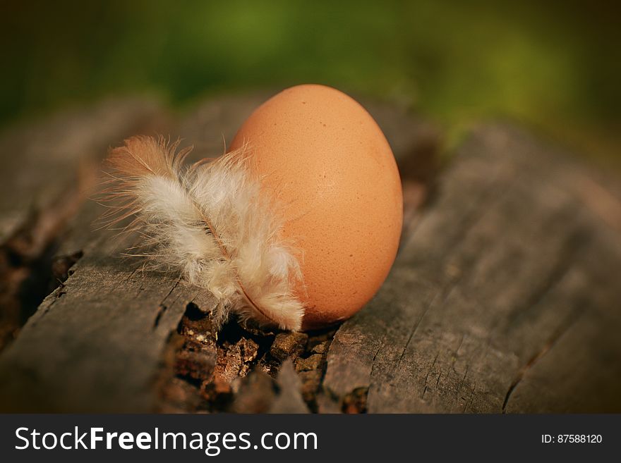 Native Egg Beside White Feather on Brown Tree Log