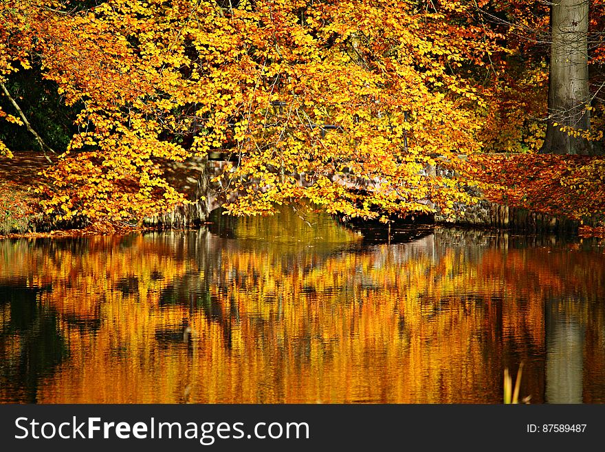 Forest in Autumn beside a river with the orange, red and yellow colors of the trees reflected in the water. Forest in Autumn beside a river with the orange, red and yellow colors of the trees reflected in the water.