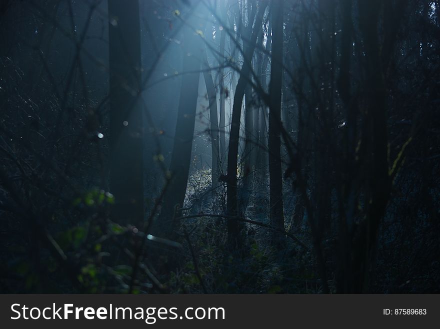 Scenic view of trees in foggy scary forest at night. Scenic view of trees in foggy scary forest at night.
