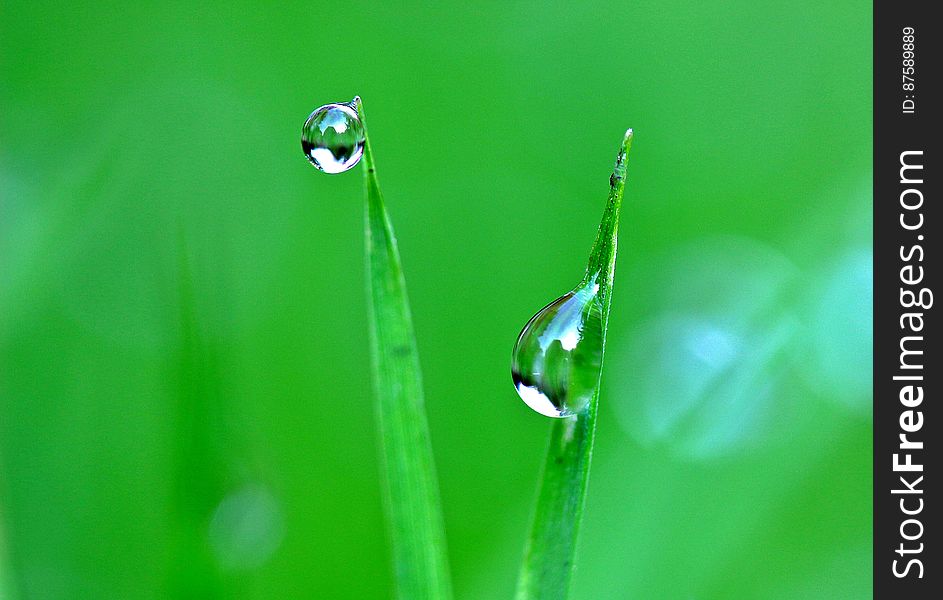 Macro view of two dew drops on blades of grass, green background.