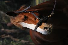 Beautiful Horse Royalty Free Stock Photos