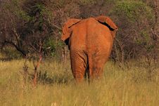 Elephant Rear Royalty Free Stock Images