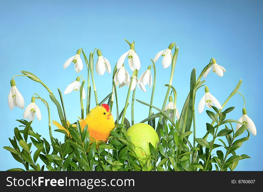 Chicken and eggs on the blue background, easter season, colored eggs. Chicken and eggs on the blue background, easter season, colored eggs