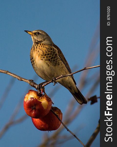 Thrush sitting on a branch