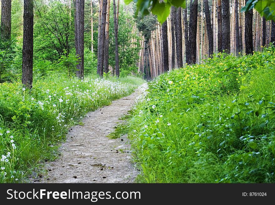 Spring landscape - empty hiking trail with green fresh grass and trees in park. Spring landscape - empty hiking trail with green fresh grass and trees in park