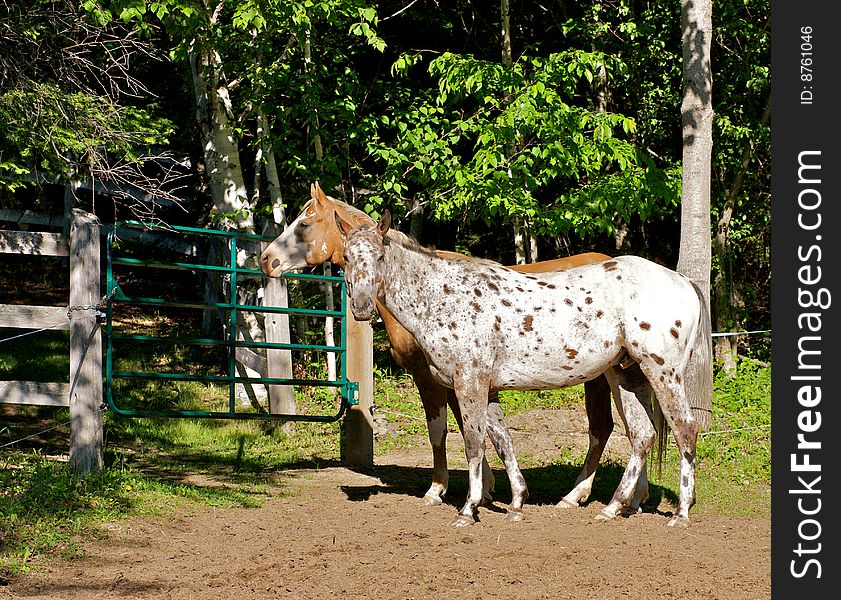 Hobby horses standing in fenced area. Hobby horses standing in fenced area
