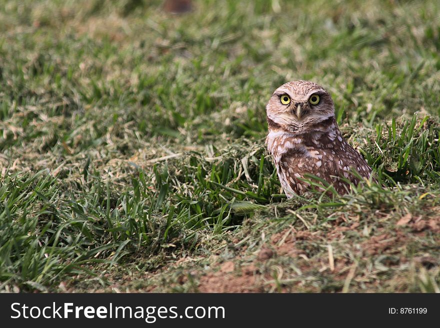 Burrowing Owl faces the camera near his hole in the ground