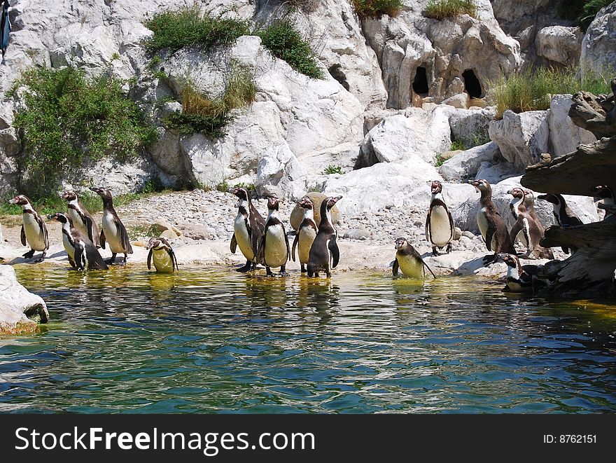 A group of penguins enjoying sunlight by waterside