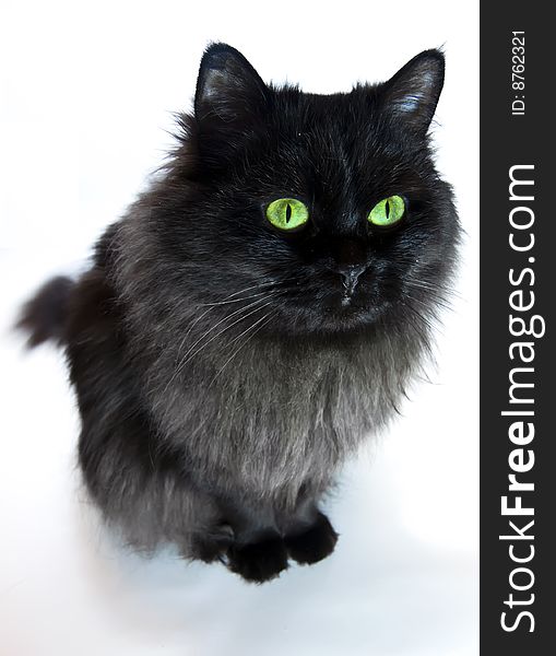 Black cat at in front of a white background. Black cat at in front of a white background