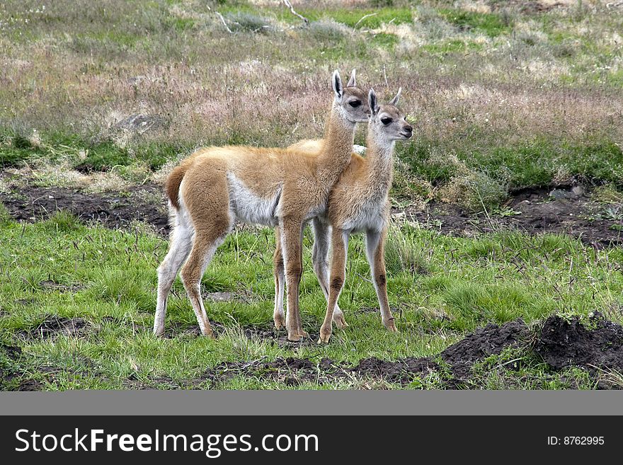 Two guanacos looking into the distance. Two guanacos looking into the distance