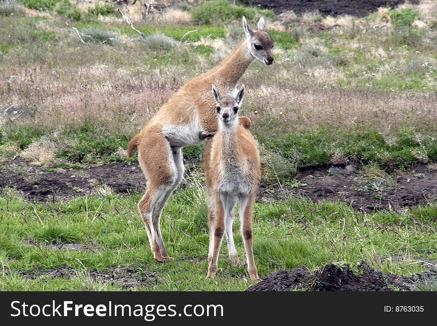 Playful guanacos in Torres del Paine, Patagonia. Playful guanacos in Torres del Paine, Patagonia