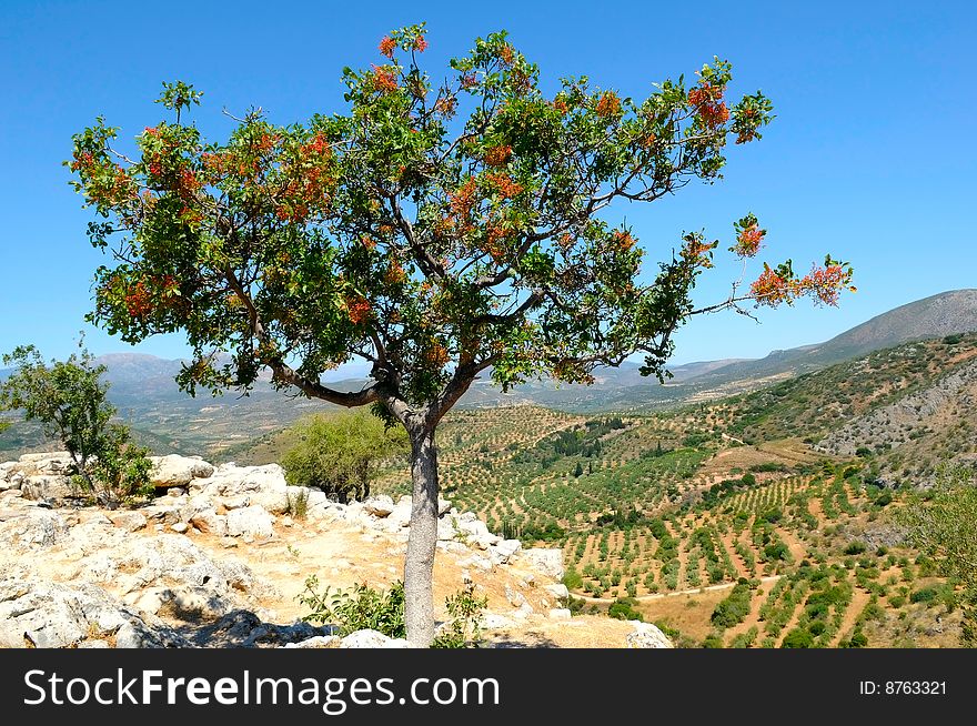 Tree on the hills of Peloponnese, Greece. Tree on the hills of Peloponnese, Greece