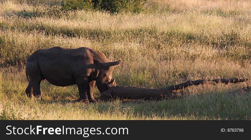 White Rhinoceros pushing log in the wilderness in Africa.