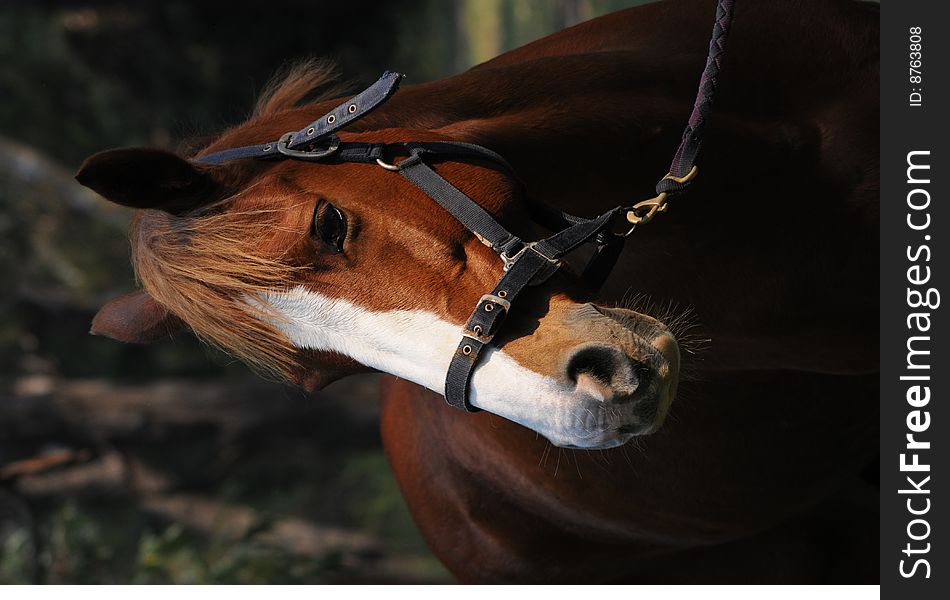 Profile of a beautiful calm horse. Profile of a beautiful calm horse