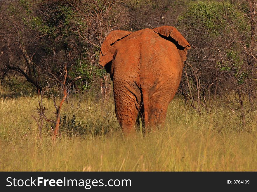 Elephant standing in thickets with rear end profile in morning sunlight. Elephant standing in thickets with rear end profile in morning sunlight.