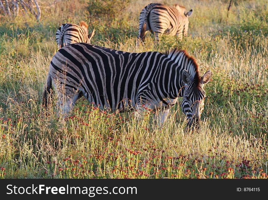 Zebras grazing in grassy meadows.