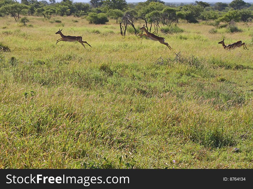 Impalas leaping through grass meadows. Impalas leaping through grass meadows.
