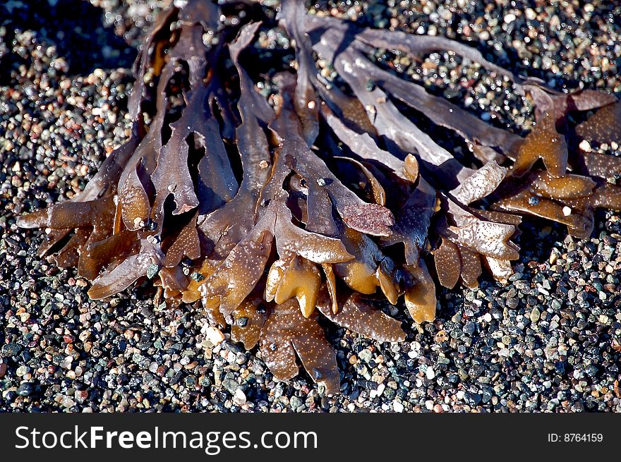 Dried Kelp and seaweed at low tide