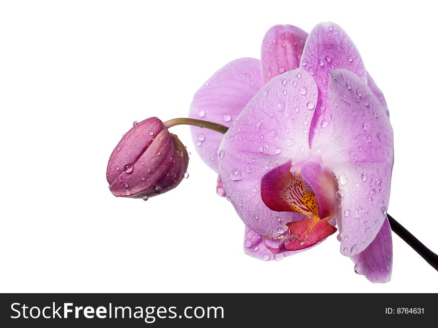 Pink orchid with dew drops on white background. Pink orchid with dew drops on white background