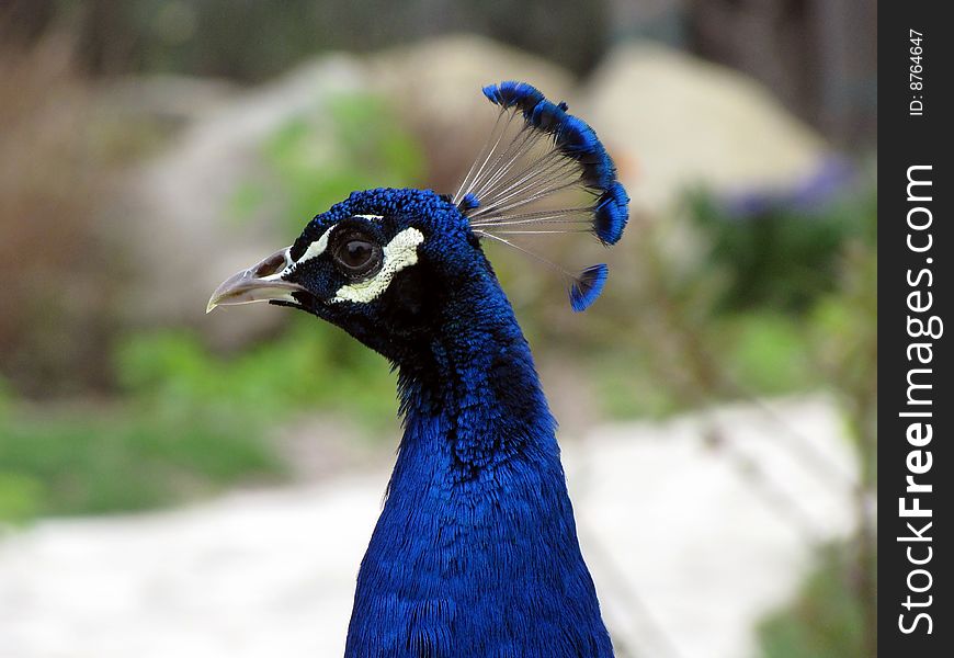 Peacock full head side view up close