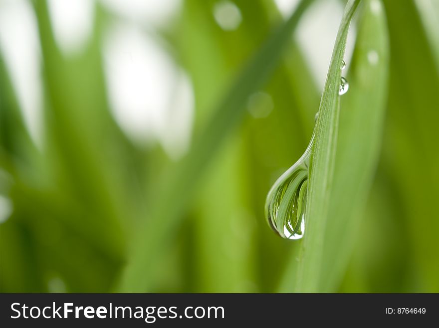 Green grass with large dew drops. Green grass with large dew drops